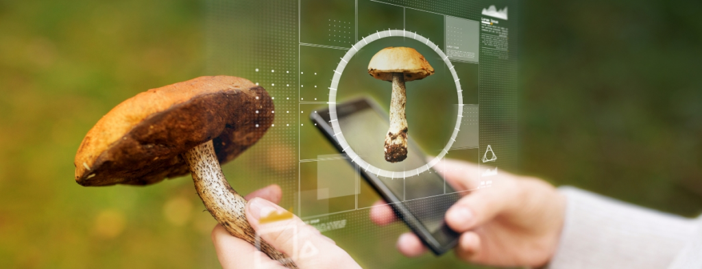 App de Plantas - Mushroom Identify